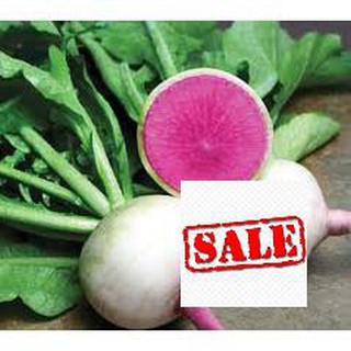 Gói 5gr củ cải trắng ruột đỏ SALE