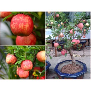 Hạt Giống Cây Táo Đỏ Lùn Gói 15 Hạt