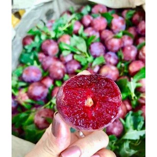 cây giống mận hậu (cây ghép nhanh quả)