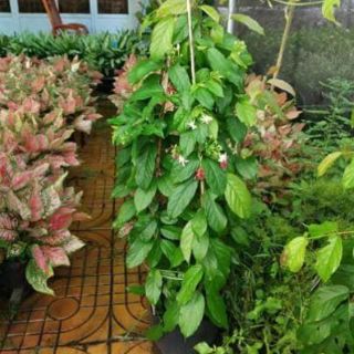 Sử Quân Tử (Trang leo)tặng kèm phân bón)