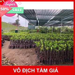 Giống Chuẩn Cây mít hạt lép (mít không hạt)