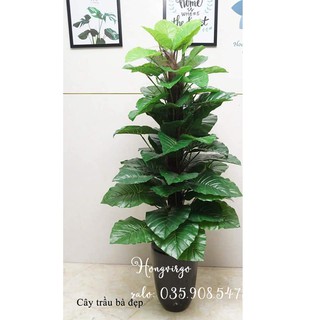 👉 Cây trầu bà lá đẹp cao 160cm