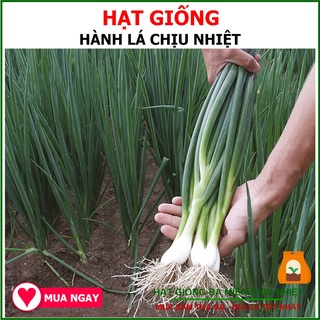 10G - Hạt Giống Hành Lá Kobe Cây Cứng, Dày, Thơm