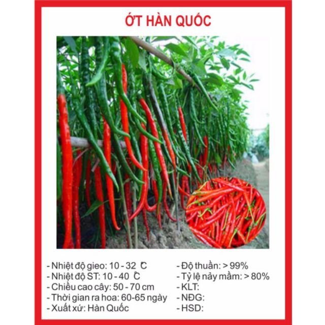 Hạt Giống Ớt hàn Quốc 30 Hạt