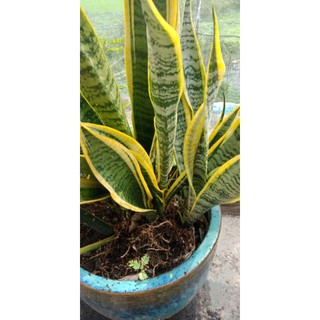 Cây lưỡi hổ thân cao viền vàng