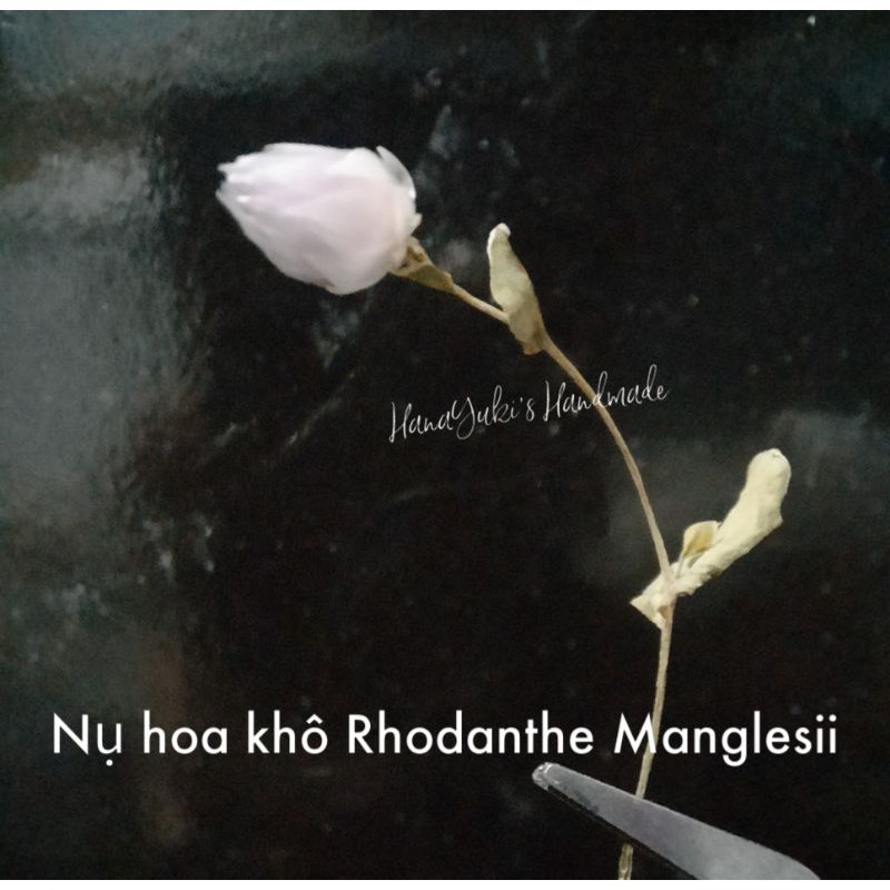 Hoa khô: Rhodanthe Manglesii sử dụng trong Handmade: Resin, nến, thiệp, tranh hoa khô....( Hoa khô mua nên đọc kỹ)