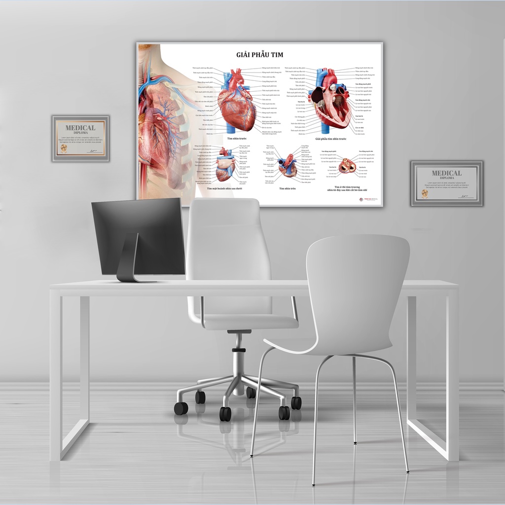 Tranh giải phẫu Tim - 50x75cm - Decal dán