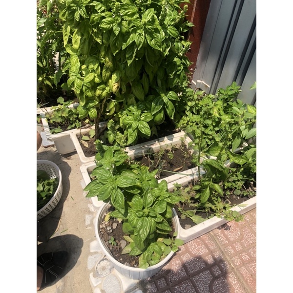 basil tươi/ rau húng tây 50 gram ( ship HCM)