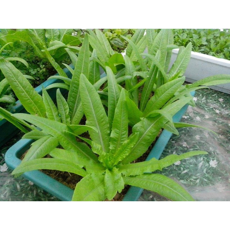 Gói Hạt Giống Xà Lách Lá Nhọn (Rau Diếp Thơm) 100 hạt Giống Mới Chịu Nhiệt 4 Mùa