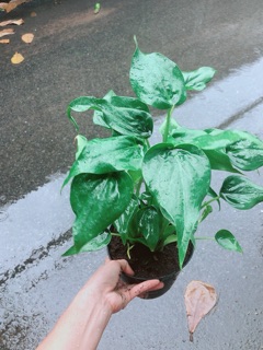 Cây Môn Tai Phật
