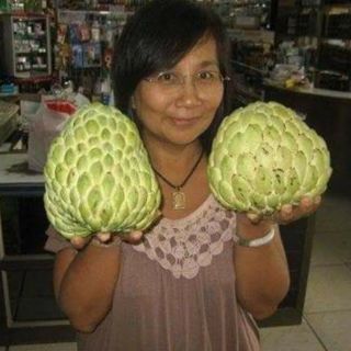 Cay Na dứa đài loan