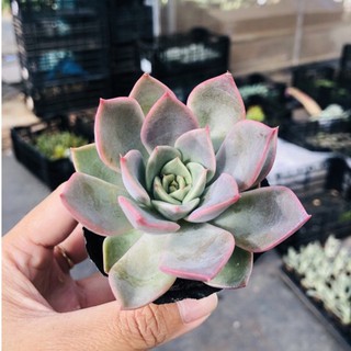 Sen đá Pha Lê quý phái