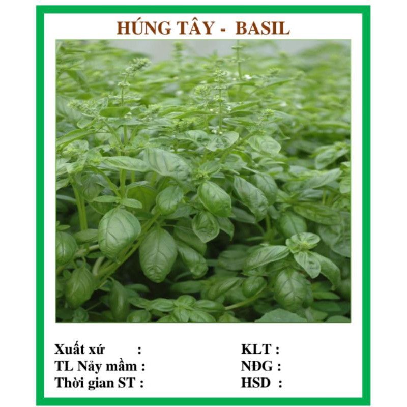Hạt giống Húng tây - Basil (30hạt)