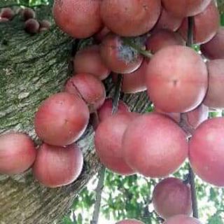 Cây Dâu da đỏ