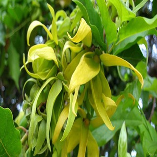 BẦU CÂY GIỐNG HOA DẺ THƠM