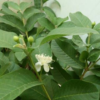 Ổi nữ hoàng siêu trái