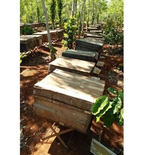 MẬT ONG HOA CÀ PHÊ