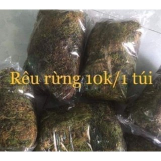 RÊU TRỒNG LAN qua xử lý đóng túi