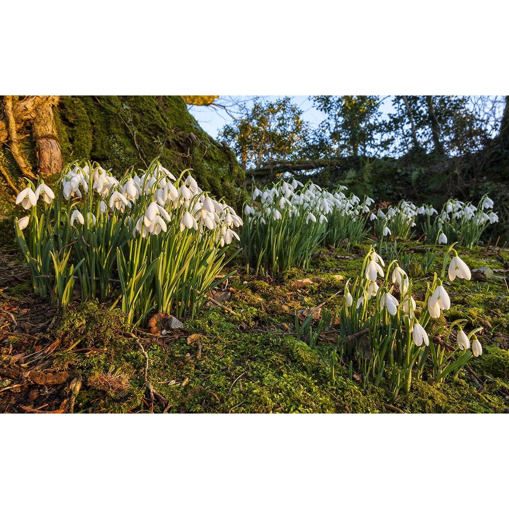 Hoa địa Lan tuyết điểm HOA TẾT