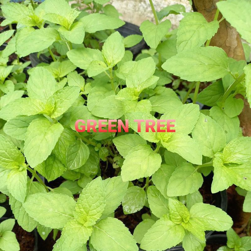 Cây giống bạc hà Âu pepper mint(size vừa)