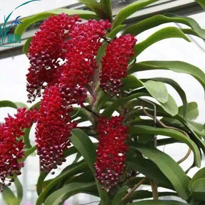 Lan đai châu giống địa chỉ cung cấp hoa giống