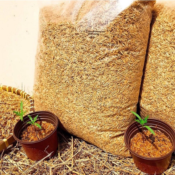Vỏ Trấu Sống Trộn Đất Trồng Hoa Kiểng Và Rau Sạch - 400g