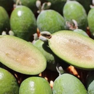 Cây ổi dứa xum xuê