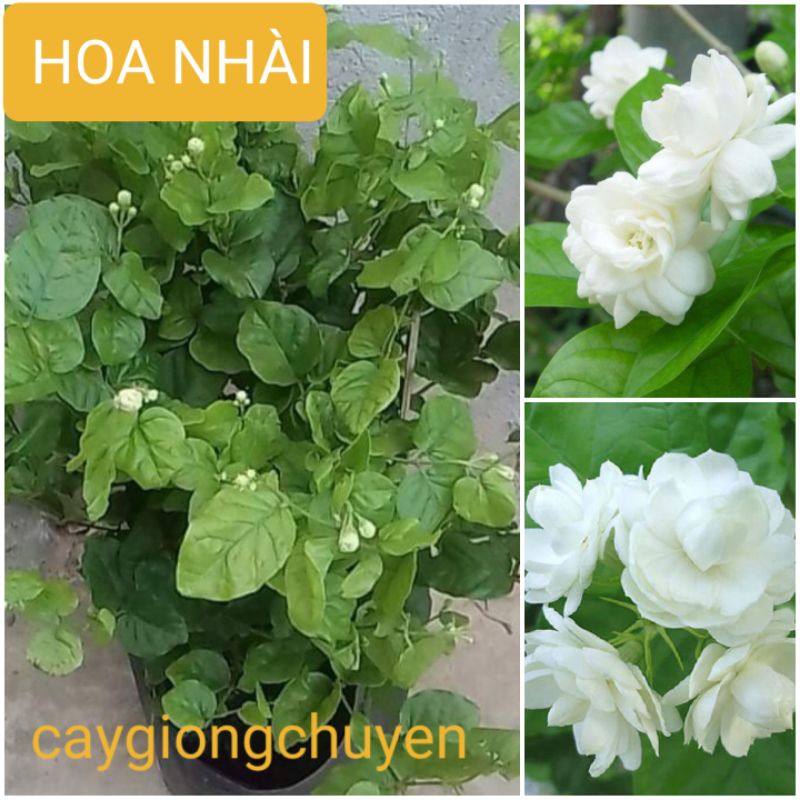 1 CHẬU HOA NHÀI TA