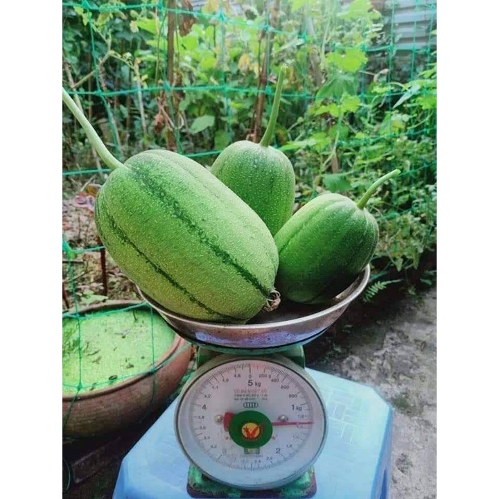 Hạt giống mướp táo ngọt lai F1 Đài Loan  Mai Vàng gói 20 hạt