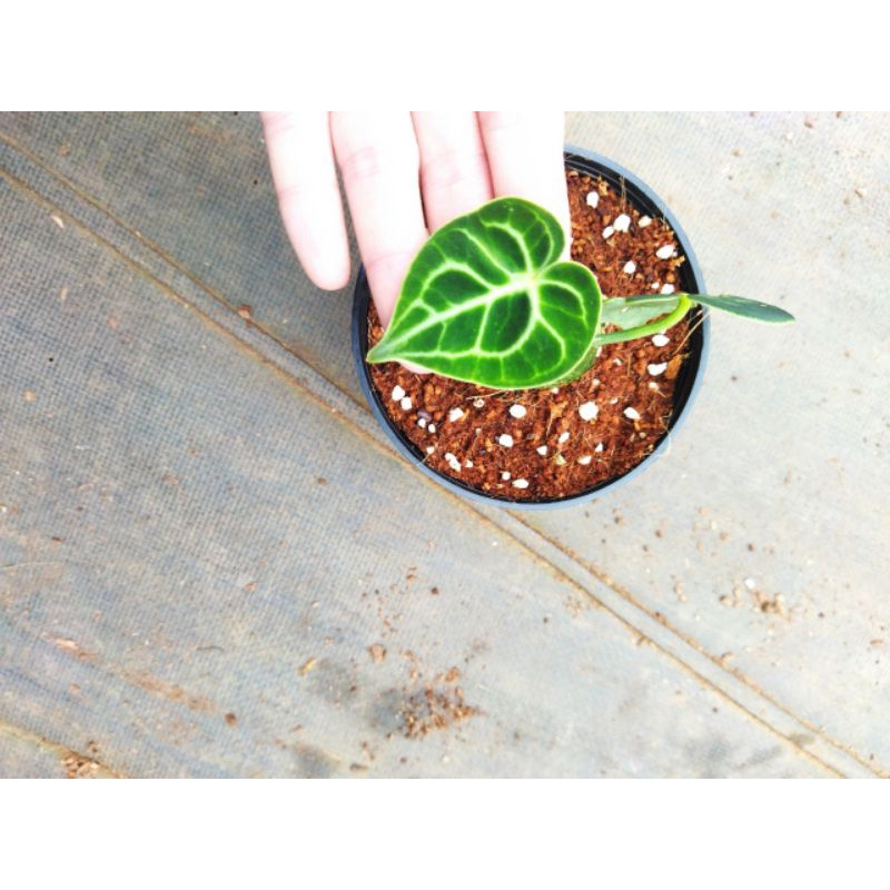 Chậu cứng môn tim, Anthurium clarinervium