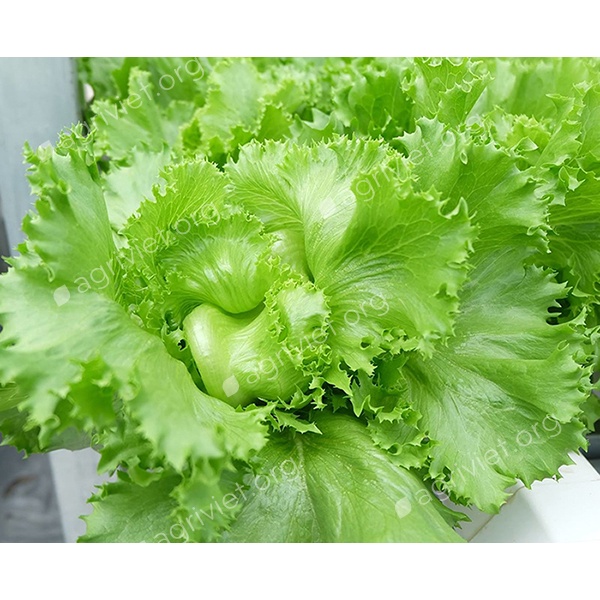 Xà Lách Chuẩn Sạch Giao Siêu Tốc 1h