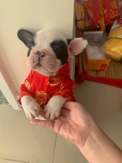 ❤️🧧ÁO DÀI TẾT CHO CHÓ MÈO🧧❤️