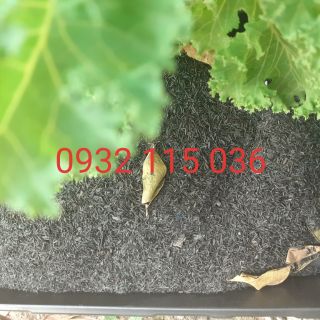 Tro nguyên cánh 500g