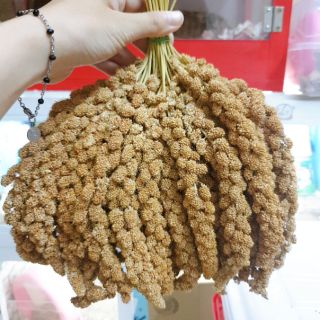 Kê sợi chùm | Thức ăn cho hamster