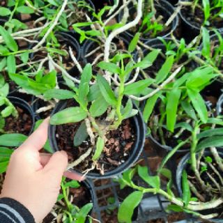 Hoa phong lan phi điệp tím thái.