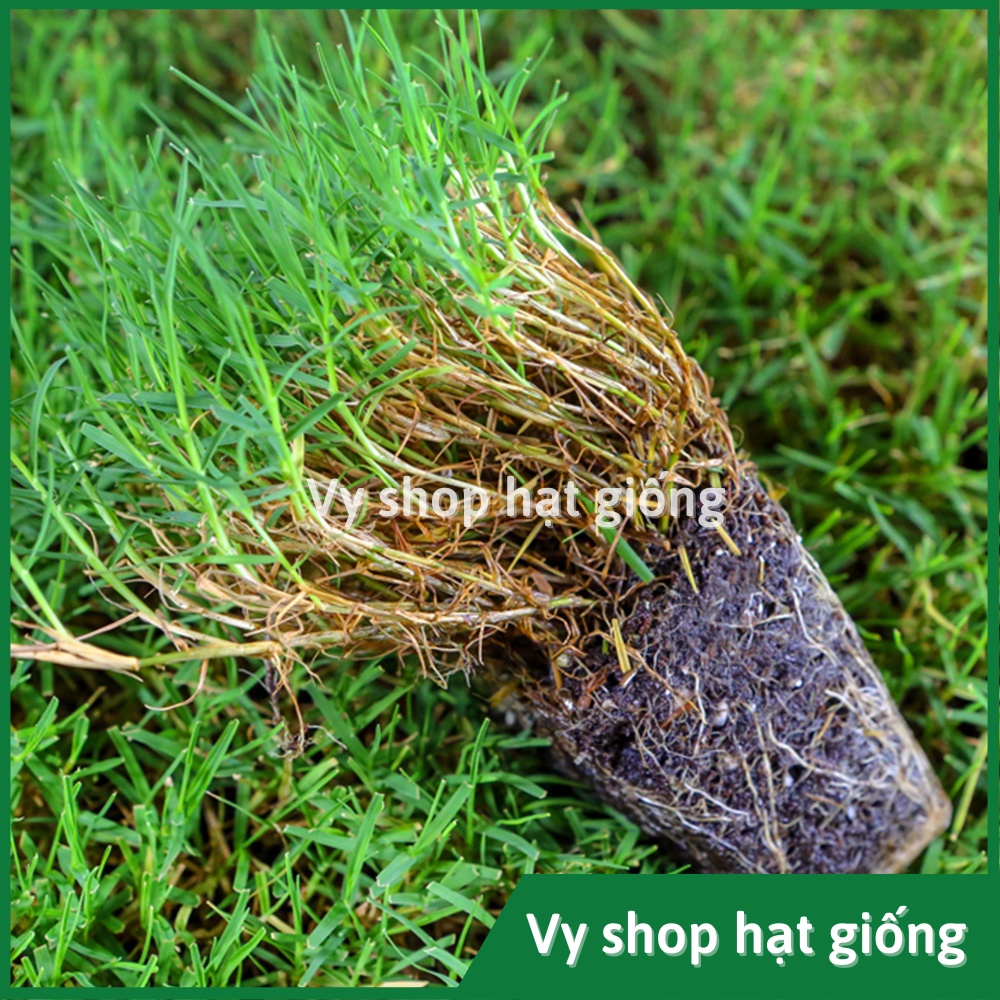 Hạt giống cỏ Bermuda  loại cao cấp nhập Mỹ trồng thảm sân vườn gói 500 hạt