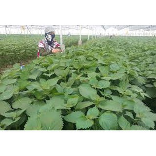 Hạt giống rau tía tô (2G)