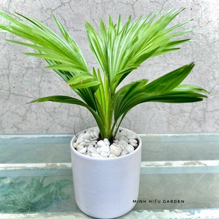 Cây cọ nhật chậu sứ trắng để bàn
