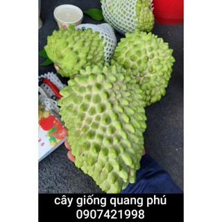 MÃN CẦU NA SẦU RIÊNG (CHUẨN GIỐNG F1)