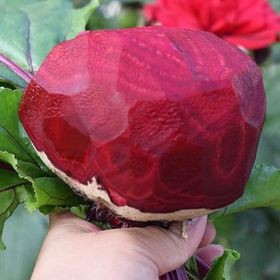 Hạt Giống Củ Dền Đỏ Ngọt Thanh, Thơm Ngon  Nhập khẩu nguyên bao bì