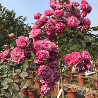 Hồng leo nhiều màu Rd 843 (10 hạt)
