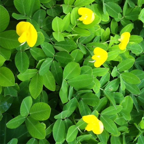 HẠT GIỐNG CỎ LẠC ĐẬU PHỘNG - Gói 5 Hạt (HẠT GIỐNG CHUẨN FARM_ĐẢM BẢO CHẤT LƯỢNG)