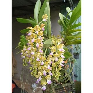 Cây Giông Hoa Lan Nhạn Rừng Tháng 8 Gia Lai