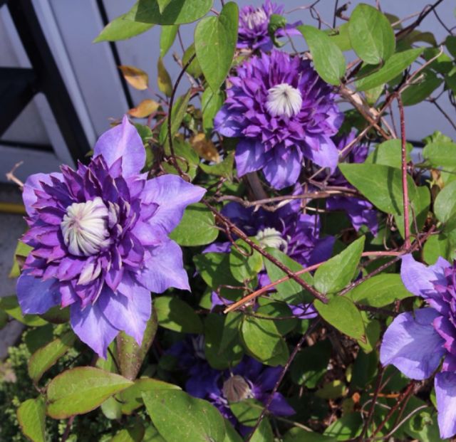 CỦ  HOA LEO ÔNG LÃO ĐÃ CÓ MẦM