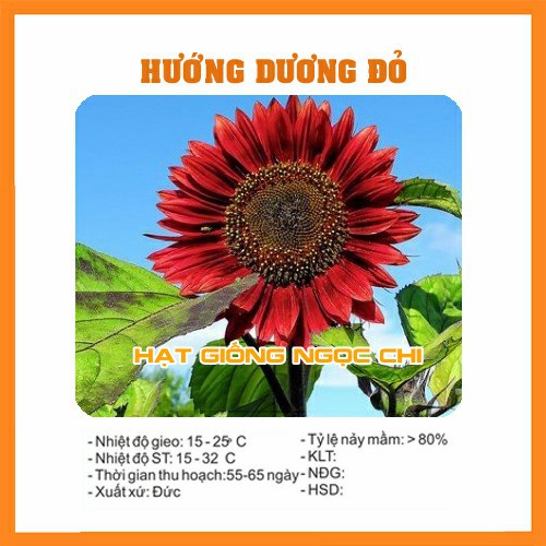 Hạt Giống Hoa Hướng Dương Đỏ - 30 Hạt