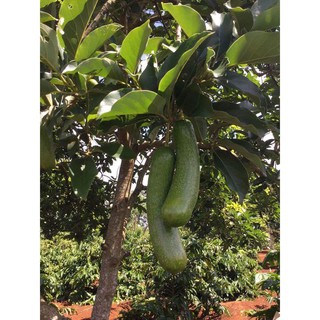 CÂY GIỐNG BƠ KHÔNG HẠT