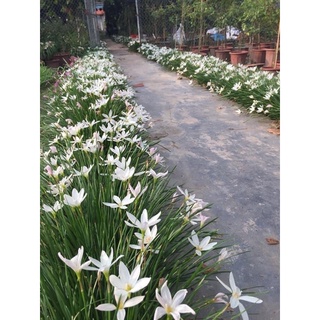 Huệ mưa trắng - hồng