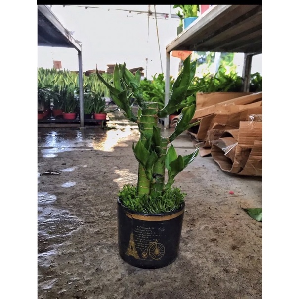 Cây phát tài phát lộc lá ngắn