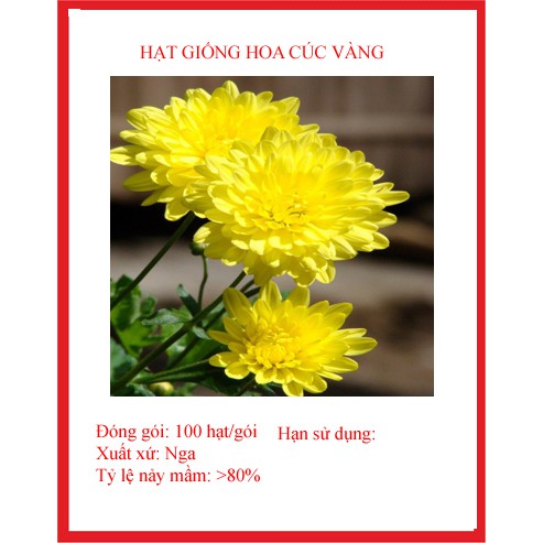 hạt giống hoa cúc vàng gói 150 hạt