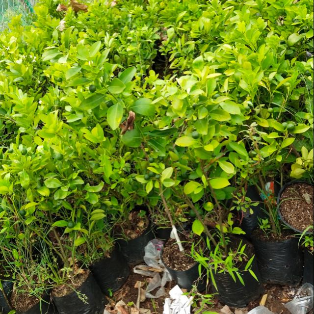 Tắc trồng 25k/ cây